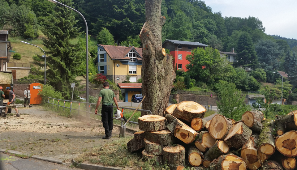 Bahner Baumpflege - Baumschnitt in Heidelberg