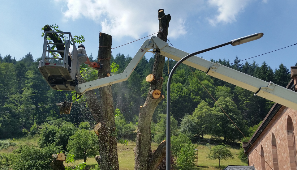 Bahner Baumpflege - Baumschnitt in Weinheim