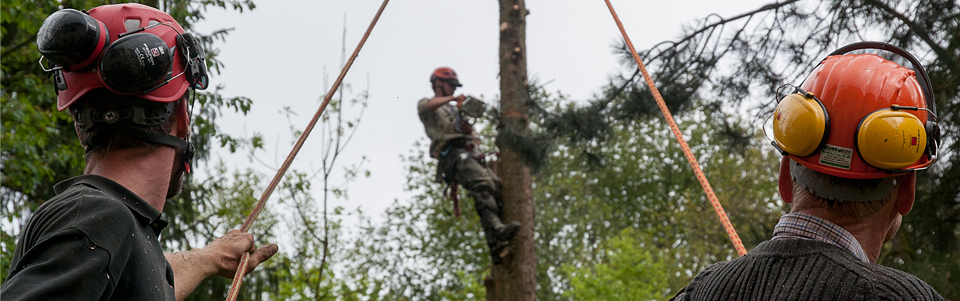 Bahner Baumpflege - Unsere Kompetenzen, Baumuntersuchung, Schadsymptome und Vermeidung